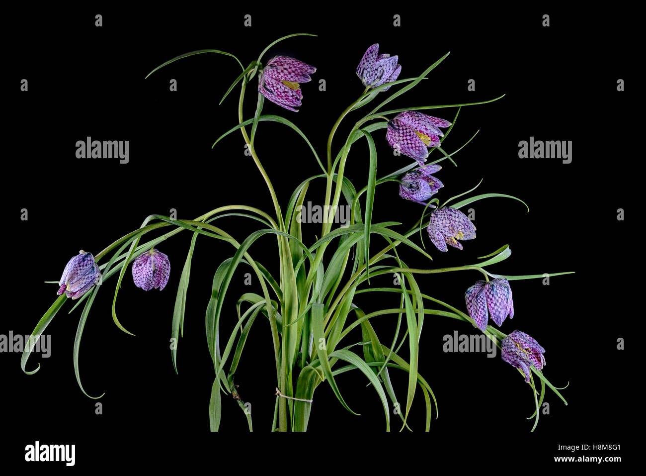 Ein Blumenstrauß der Schlange den Kopf Fritillary Pflanze (Fritillaria Meleagris) isoliert auf schwarz Stockfoto