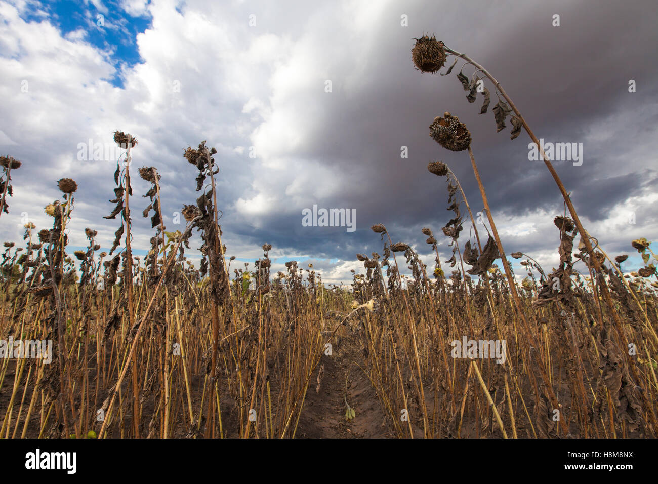 Bereich der sterbenden Sonnenblumen unter Gewitterwolken im südlichen Malawi, während der Dürre und Krise 2016 durch El Niño verursacht. Stockfoto