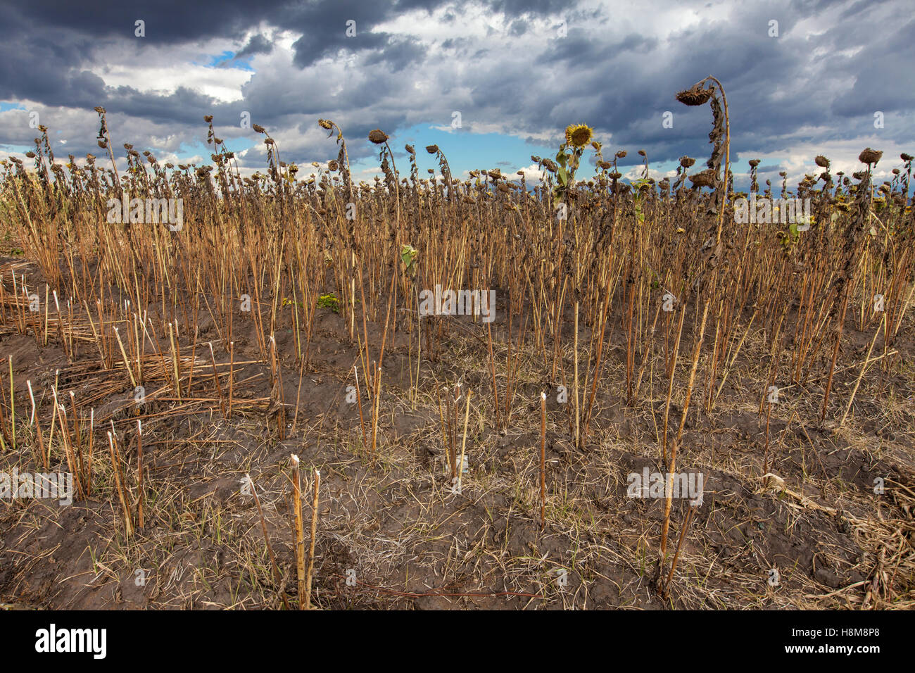 Bereich der sterbenden Sonnenblumen unter Gewitterwolken im südlichen Malawi, während der Dürre und Krise 2016 durch El Niño verursacht. Stockfoto