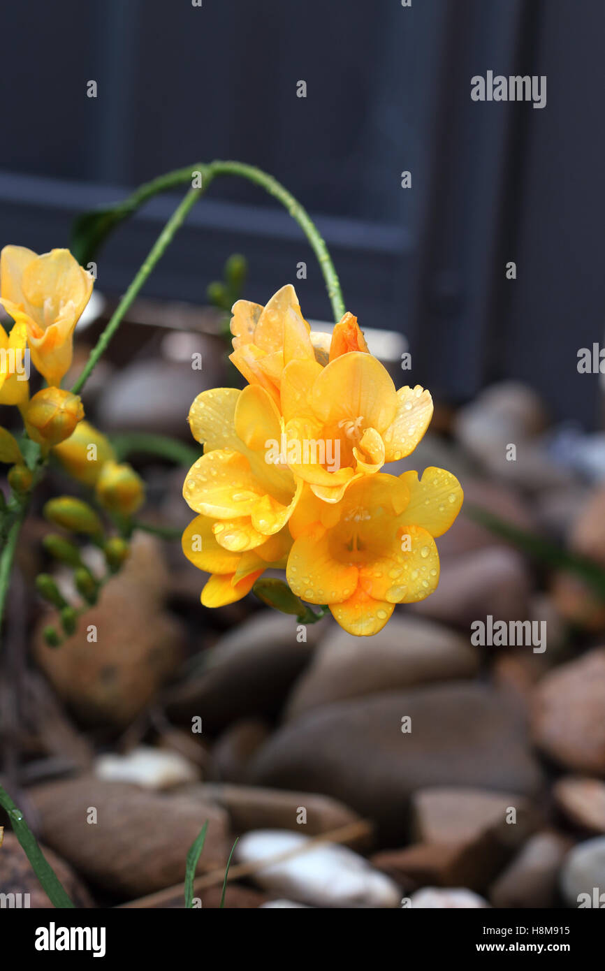 Gelben Freesien in voller Blüte Stockfoto