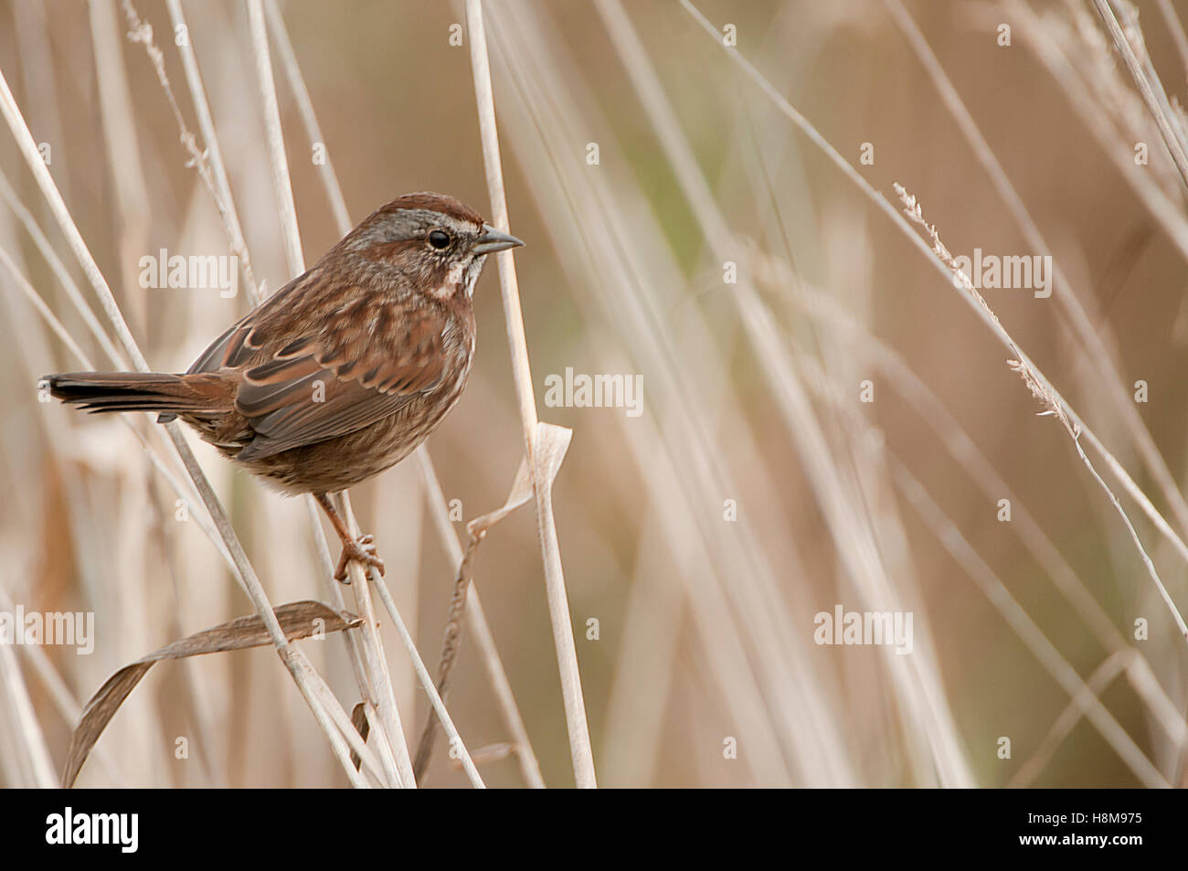 Rußiger Fox Sparrow Stockfoto