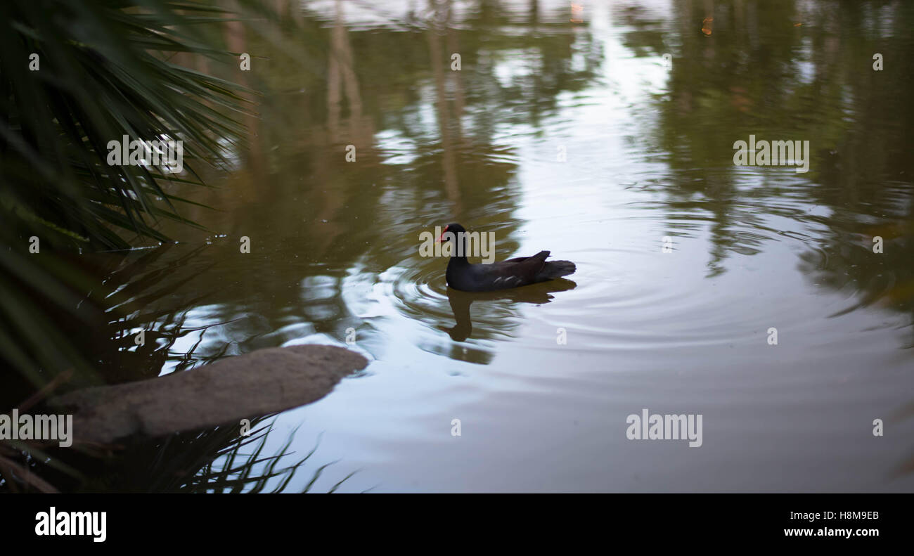 Eine Ente im Teich. Stockfoto