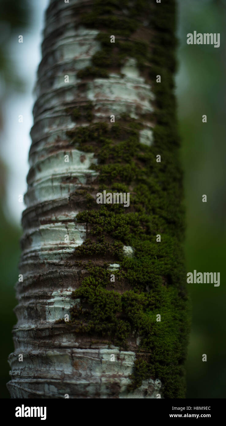 Baum Moos Nahaufnahme Schuss. Stockfoto