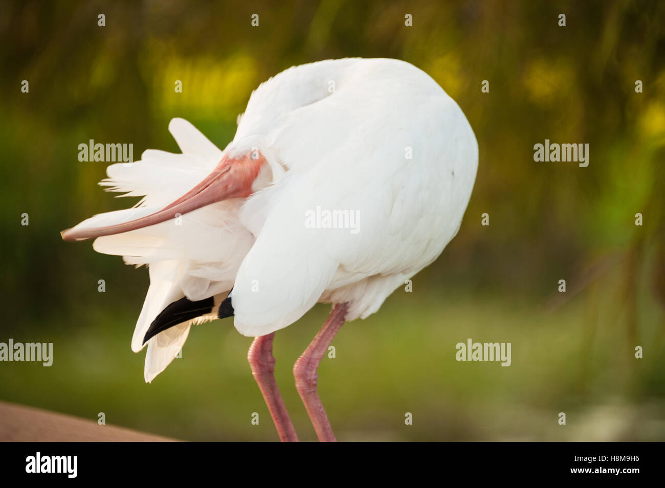 Weißer Ibis Wendungen in einer verzerrten Form, seinen Kopf am Lake Harris in Leesburg, Florida zu kratzen. (USA) Stockfoto