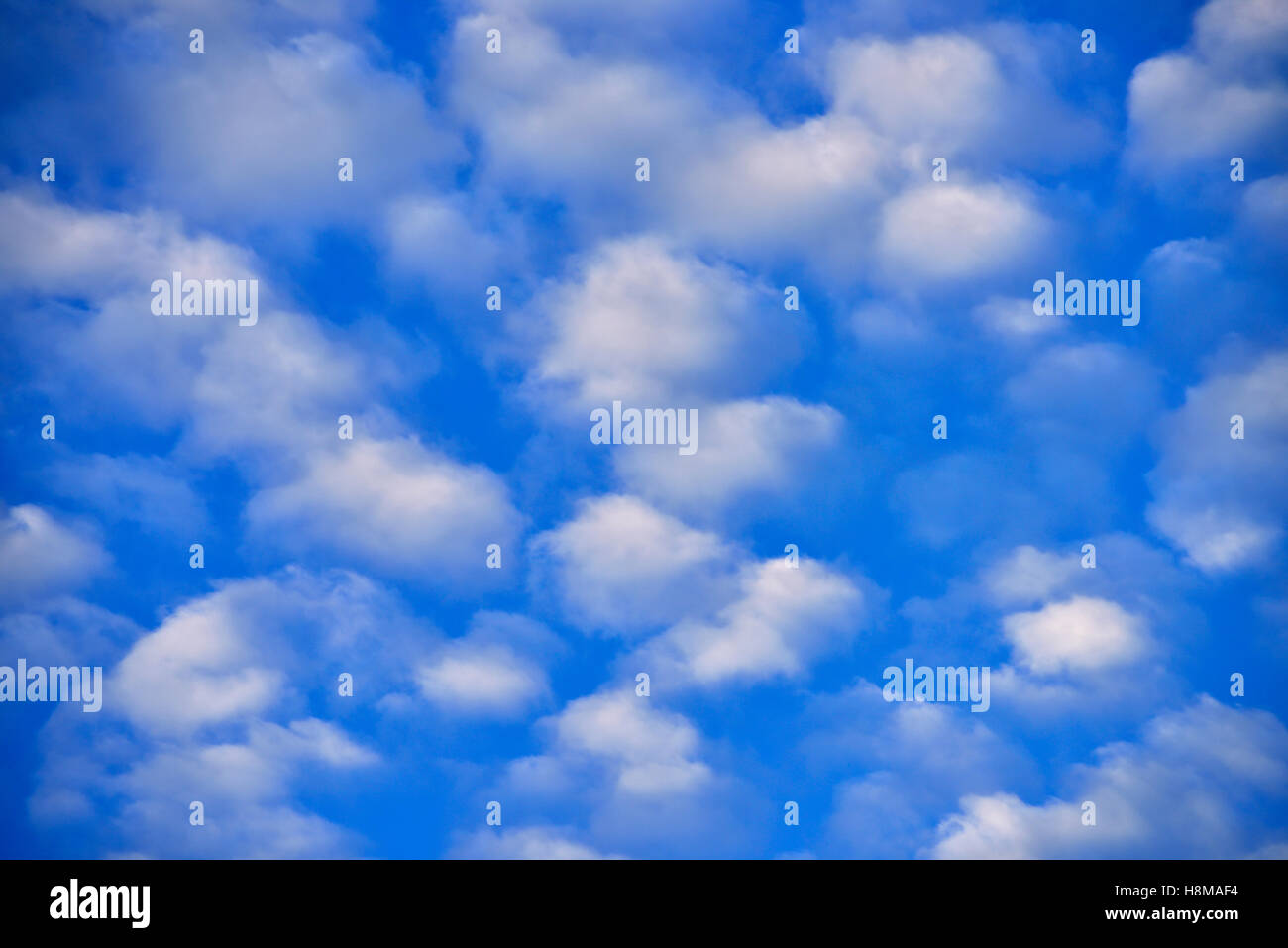 Wetter Phänomen Schäfchenwolken (Cirrocumulus) in den Himmel Stockfoto
