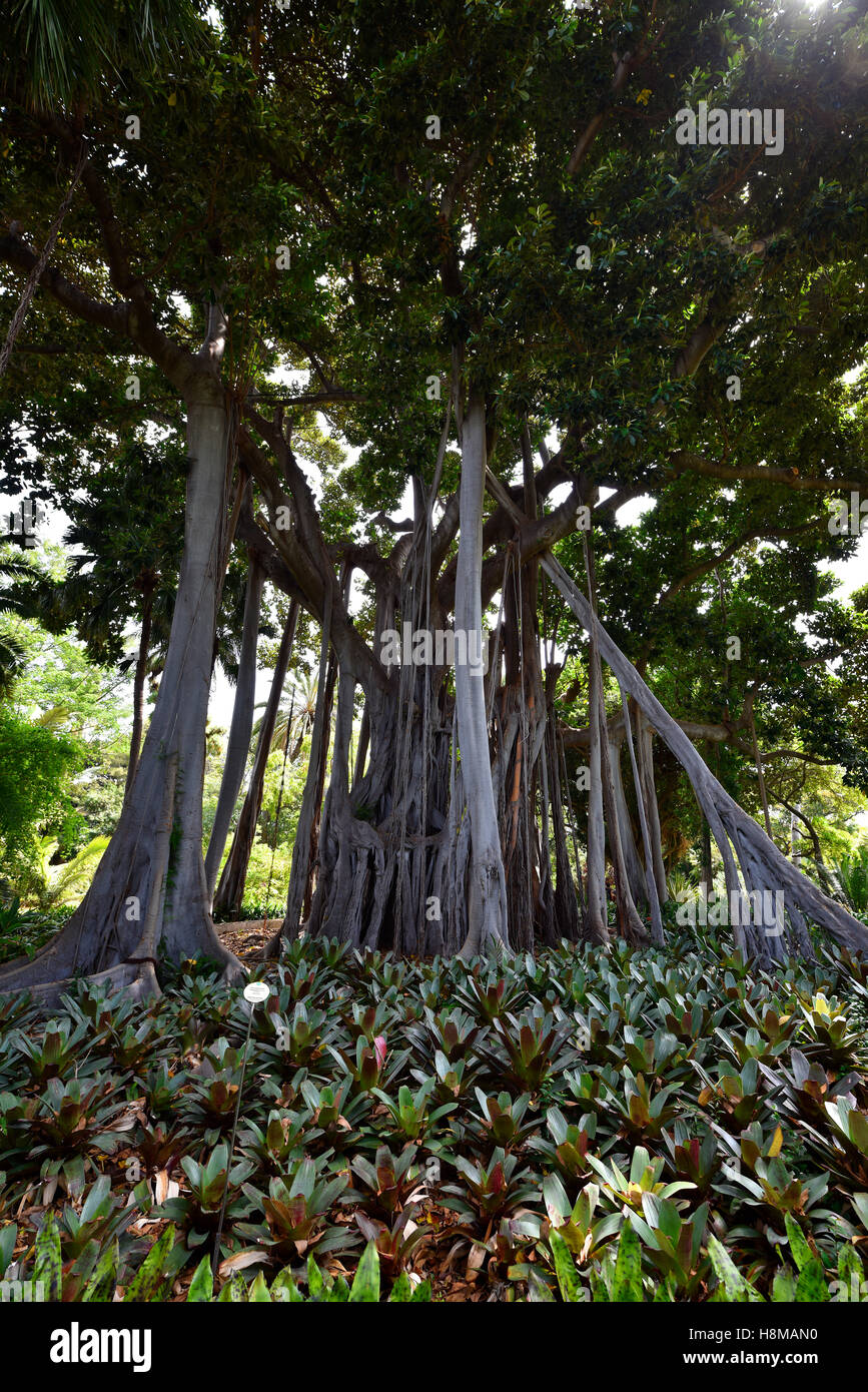 Moreton Bay Feigenbäume in den botanischen Gärten, australische Banyan (Ficus Macrophylla), Jardín de Aclimatión De La Orotava Stockfoto