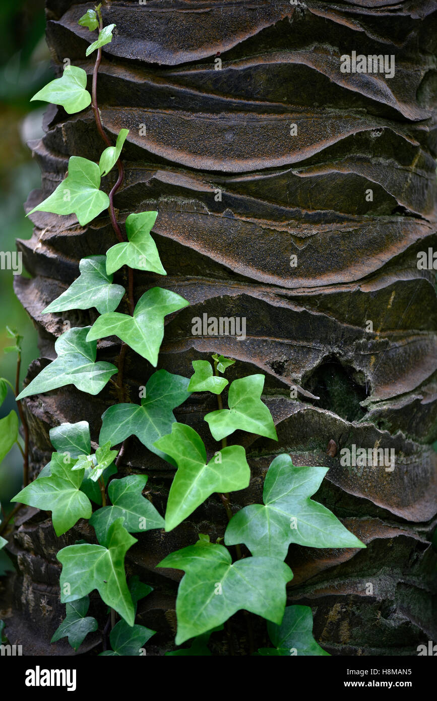 Efeu wächst auf Elfenbein Palme Baumstamm, (Phytelephas Macrocarpa), Jardín de Aclimatión De La Orotava, Botanischer Garten Stockfoto