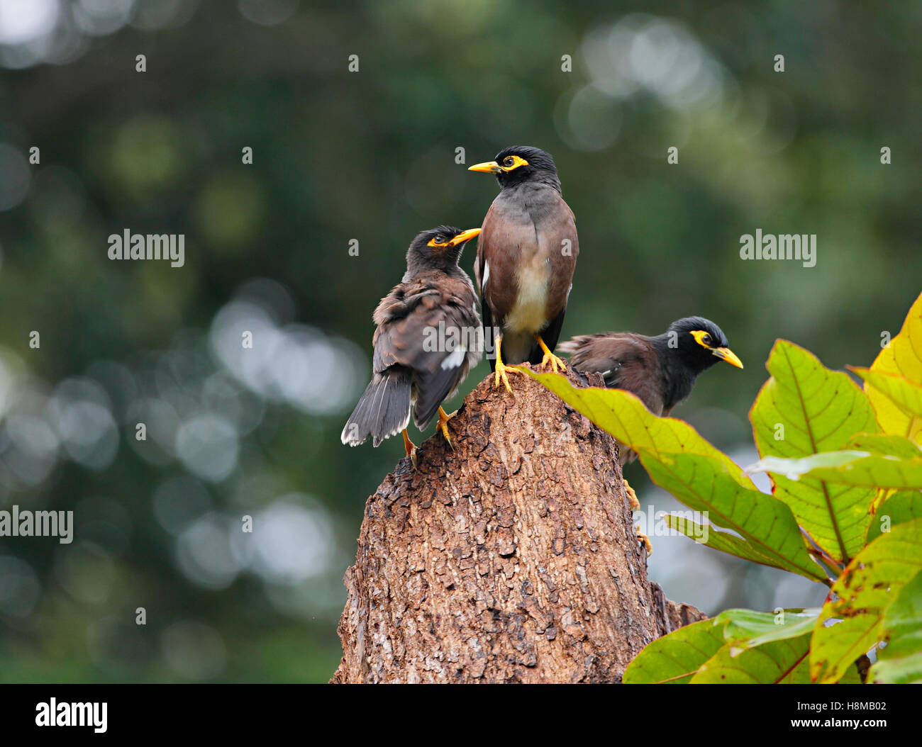 Drei wilde Vögel auf dem drei Stamm - indische Myna, Seychellen Insel La Digue Stockfoto