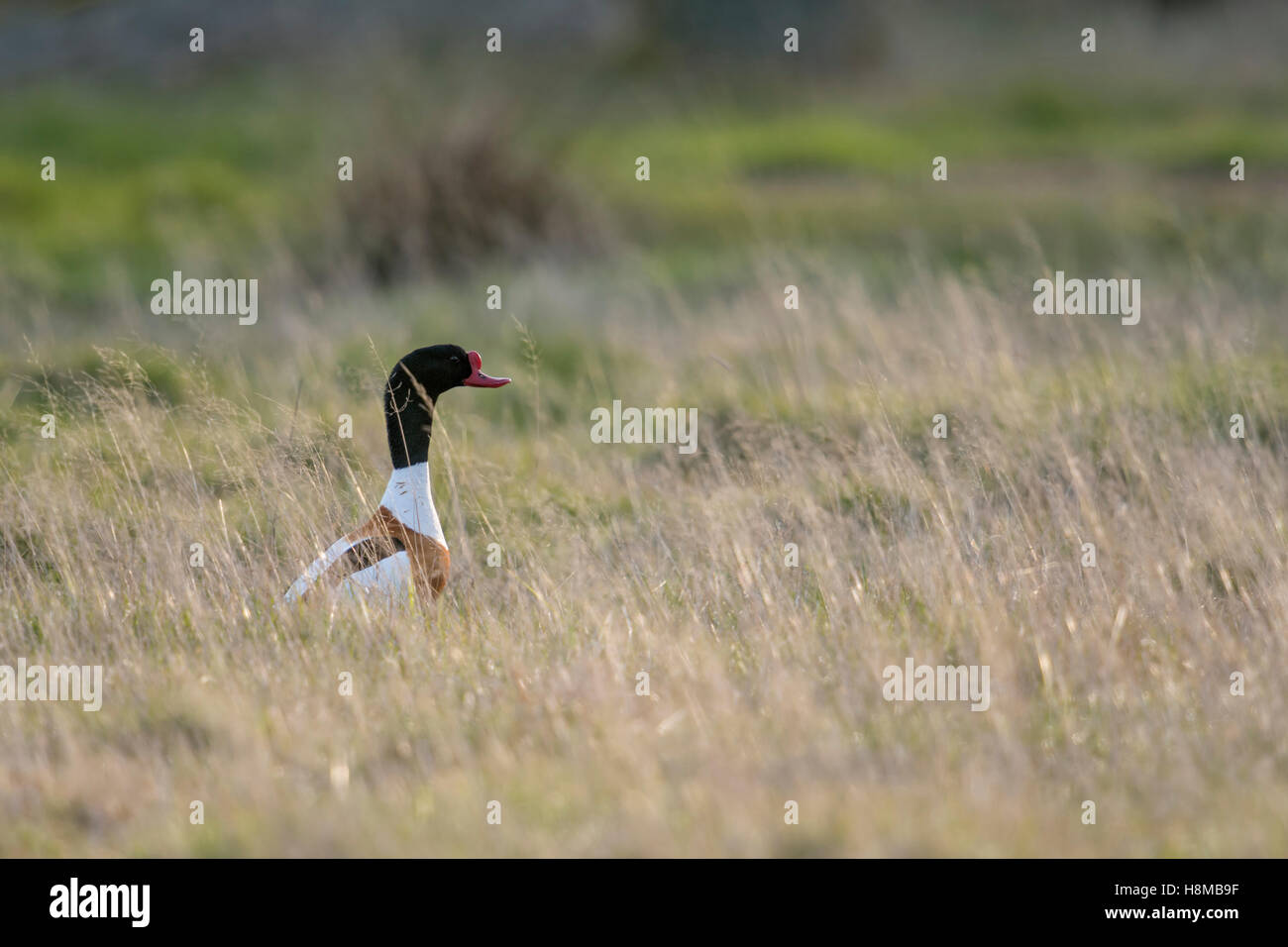 ShelEnte ( Tadorna tadorna ), erwachsener Mann, sitzt auf einer Wiese, umgeben von hohem trockenem Gras, beobachtet herum, aufmerksam, Tierwelt, Europa. Stockfoto