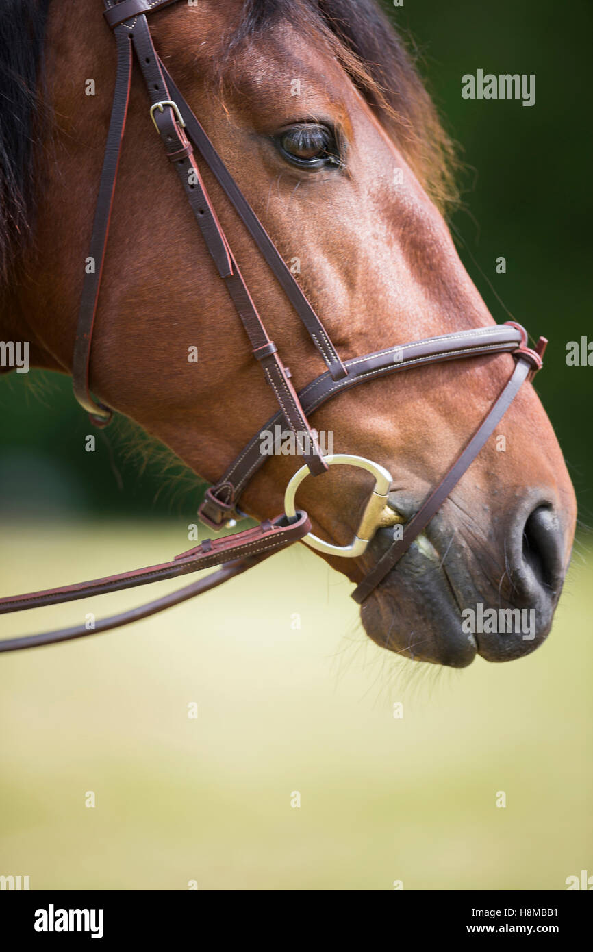 Locker sitzende Reithalfter Stockfoto