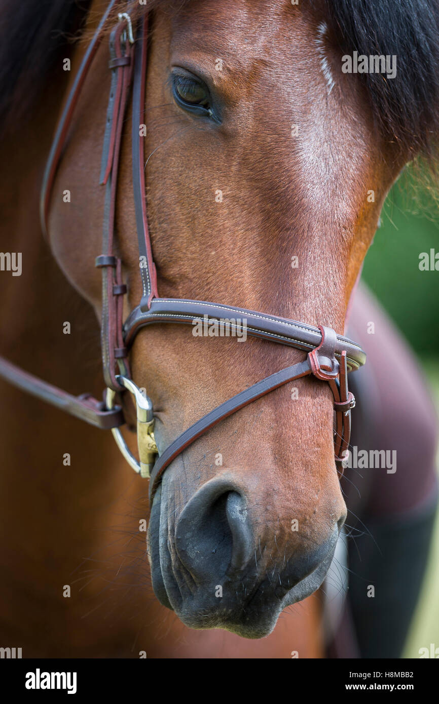 Locker sitzende Reithalfter Stockfoto