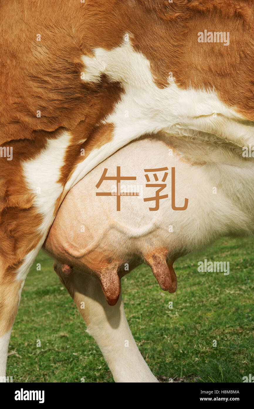 Extreme Nahaufnahme von braune Kuh Euter mit Japanisch schreiben für Milch Stockfoto