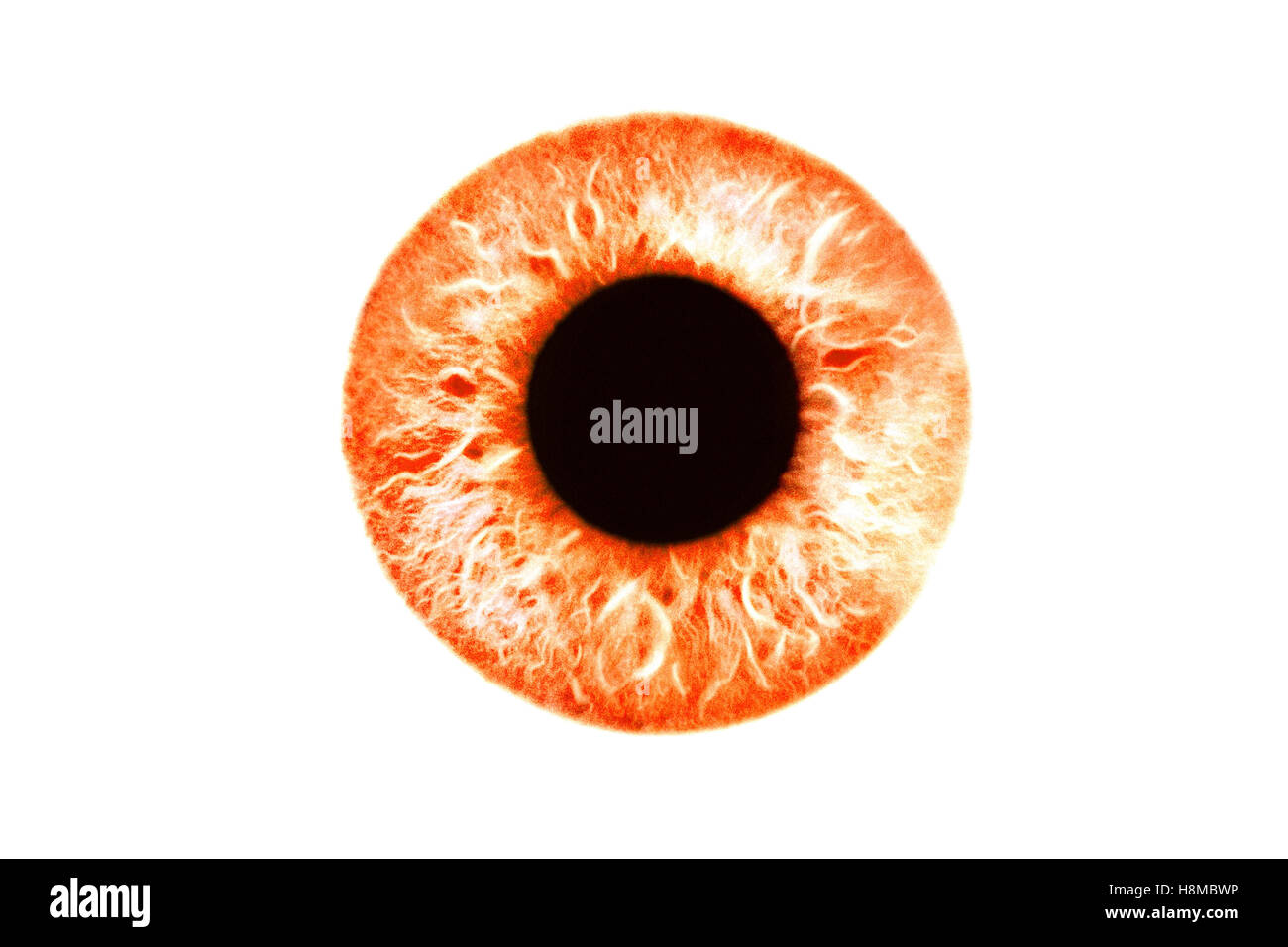 Nahaufnahme von roten orange Auge auf weißem Hintergrund Stockfoto