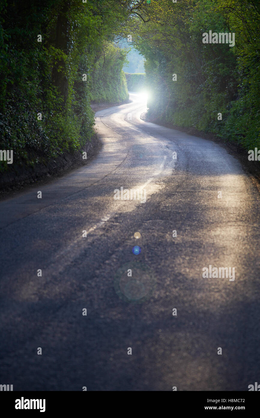 Geschwungene Landstraße durch dicken Wald Stockfoto