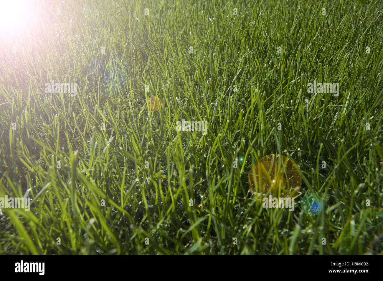 Frischen Rasen mit Tau fällt in der Nähe Stockfoto