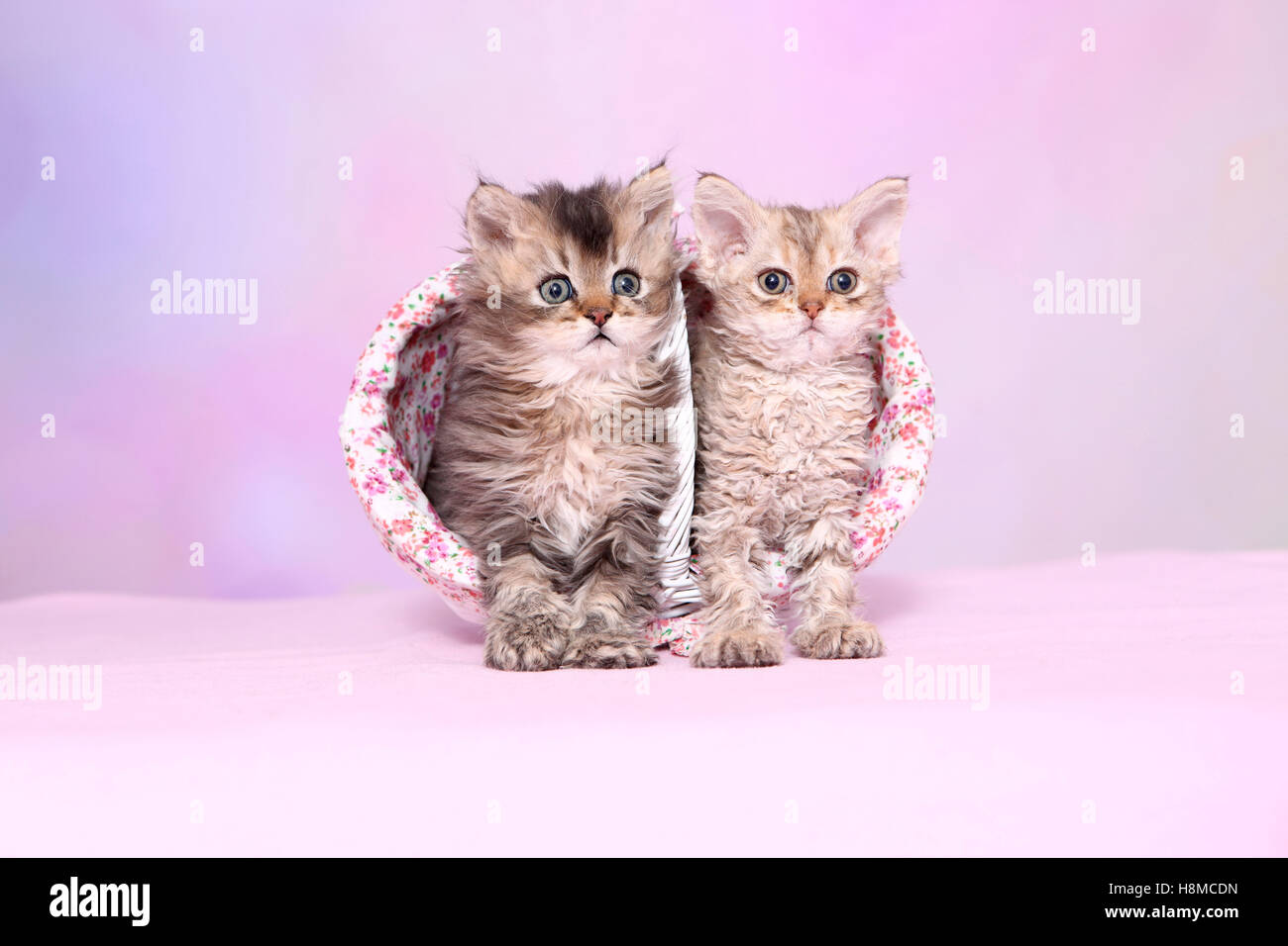 Selkirk Rex. Zwei Kätzchen (6 Wochen alt) n weißen Einkaufskorb. Studio Bild vor einem rosa Hintergrund Stockfoto