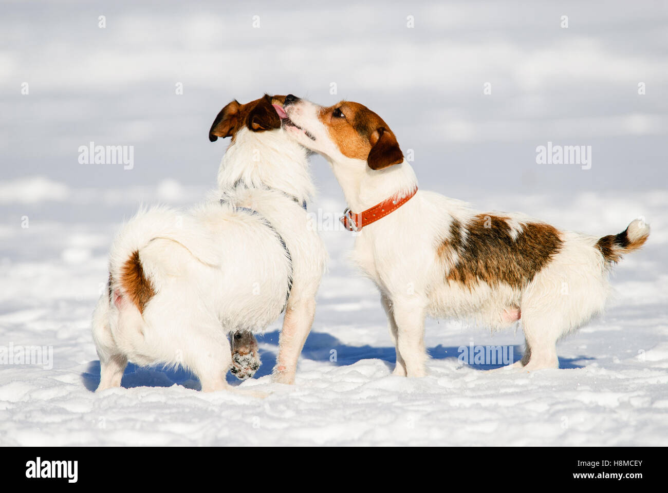 Hund leckt einem anderen Hund stehend auf Schnee Stockfoto