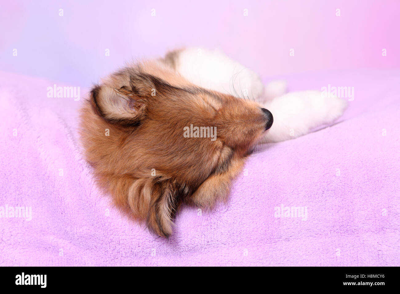 Shetland Sheepdog. Welpen (6 Wochen alt) auf einem rosa Decke schlafen. Studio Bild vor einem rosa Hintergrund Stockfoto