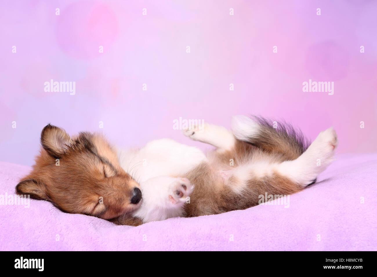 Shetland Sheepdog. Welpen (6 Wochen alt) auf einem rosa Decke schlafen. Studio Bild vor einem rosa Hintergrund Stockfoto