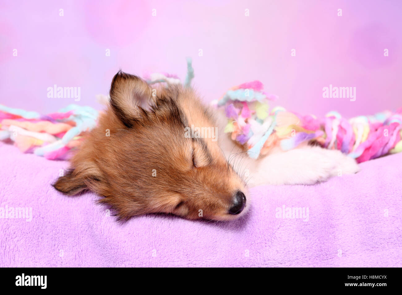 Shetland Sheepdog. Welpen (6 Wochen alt) schläft auf einer bunten Decke. Studio Bild vor einem rosa Hintergrund Stockfoto