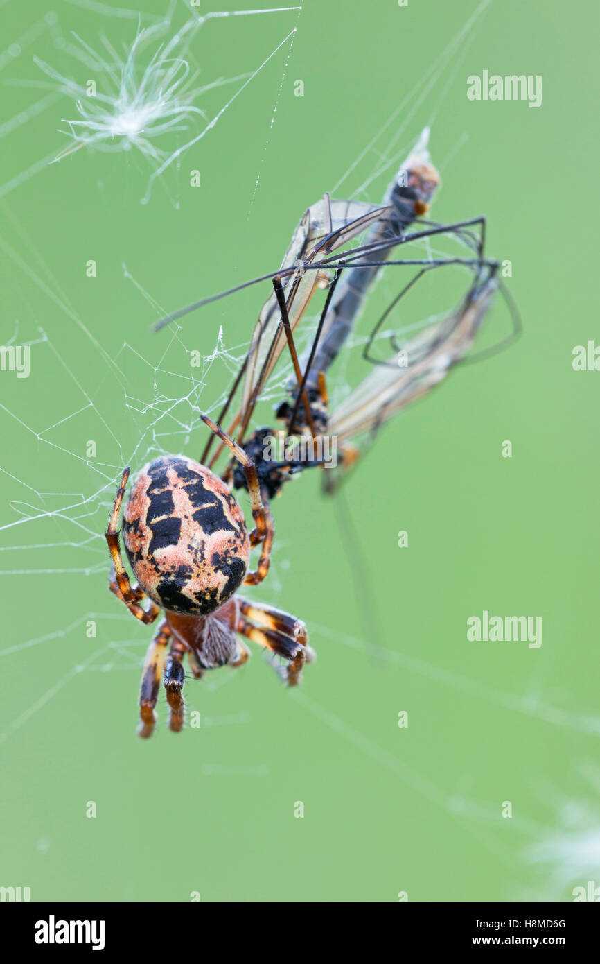 Furche Spider (Larinioides Cornutus). Weibchen mit Beute. Deutschland Stockfoto