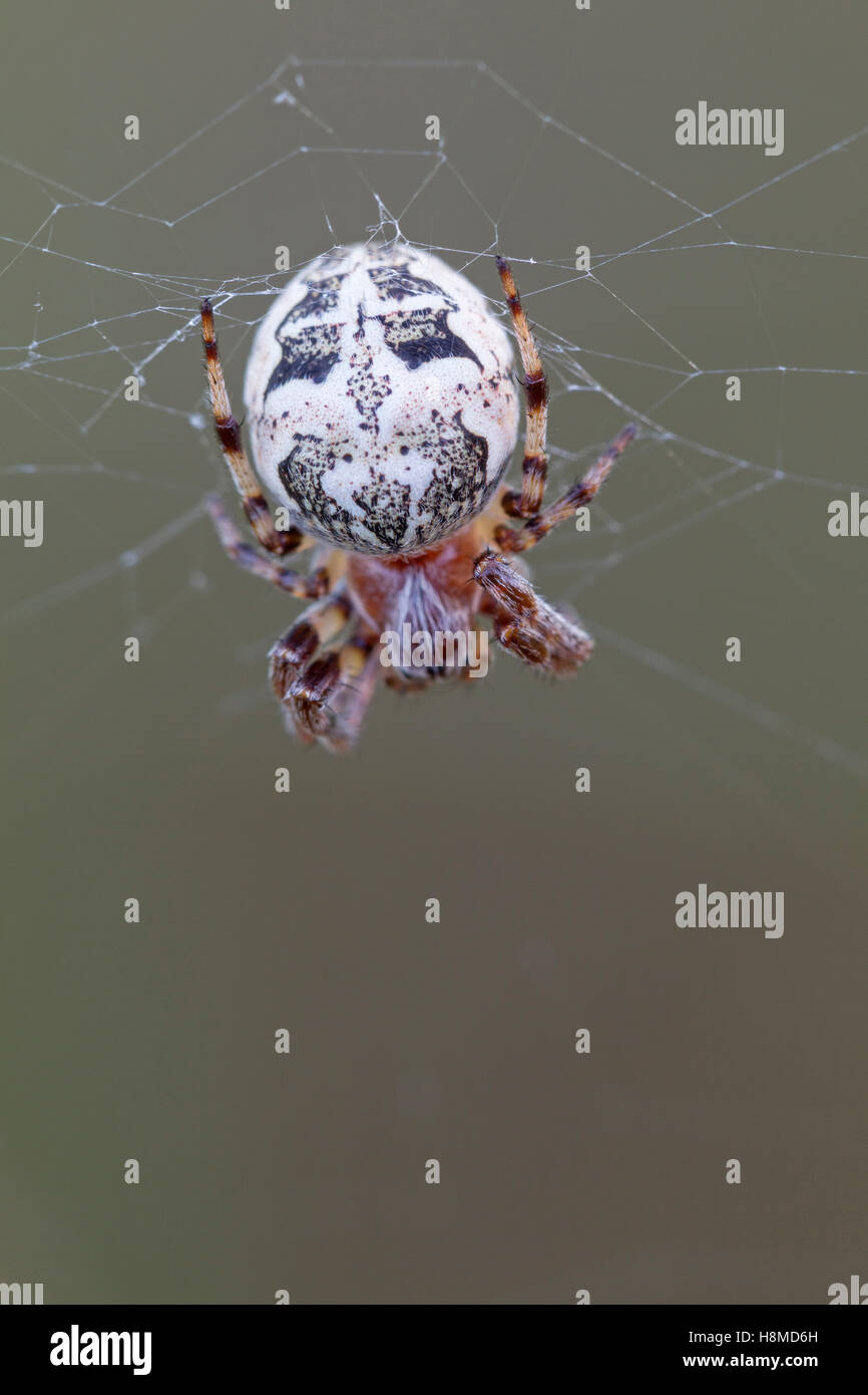 Furche Spider (Larinioides Cornutus). Weibchen auf Netz. Deutschland Stockfoto