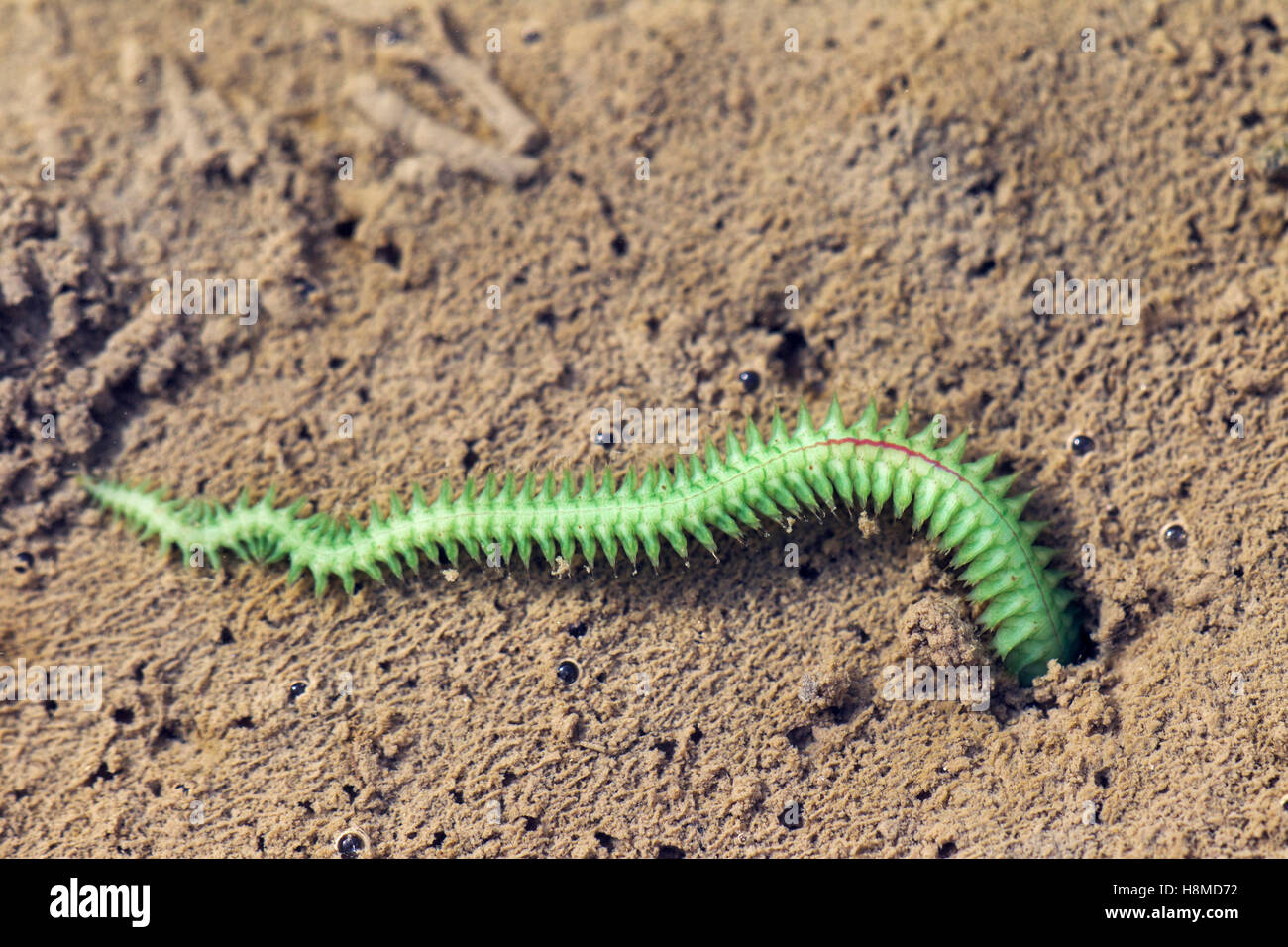 Nereis Diversicolor Stockfotos und bilder Kaufen Alamy