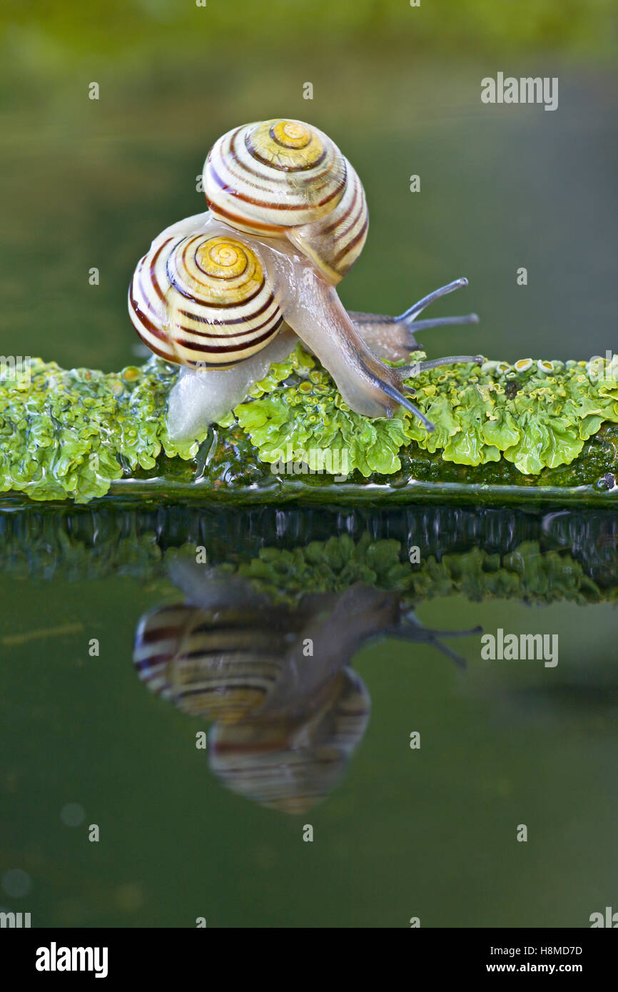White-Lippe Gardensnail, Weiß-Lippige Schnecke, Garten Schnecke (Bänderschnecken Hortensis). Paar auf einem Flechten bedeckten Zweig im Wasser liegend. Stockfoto