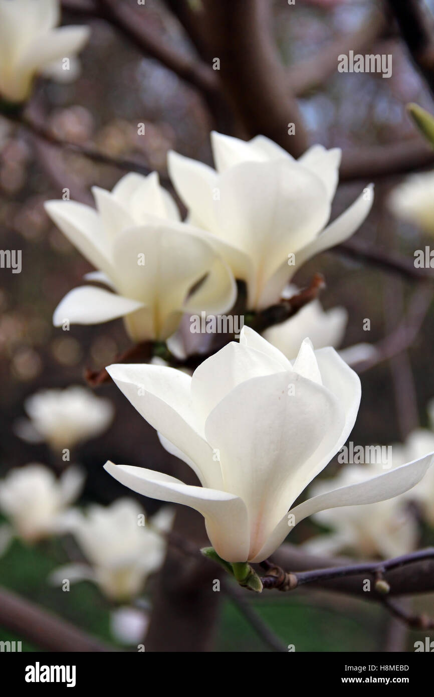 Weiße Magnolie in Blüte Stockfoto