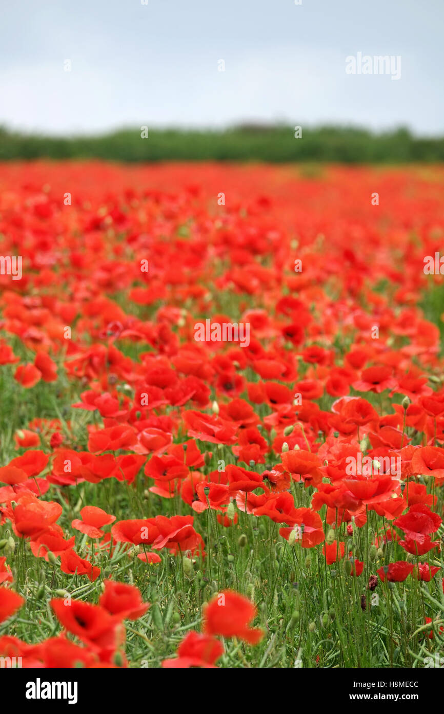 BEREICH DER ROTE MOHNBLUMEN MIT EINEM SEHR FEINEN PUNKT DES FOKUS Stockfoto