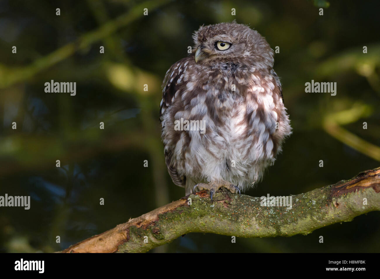 Junger Steinkauz [Athene Noctua] Küken thront auf einem Ast und putzen. Stockfoto