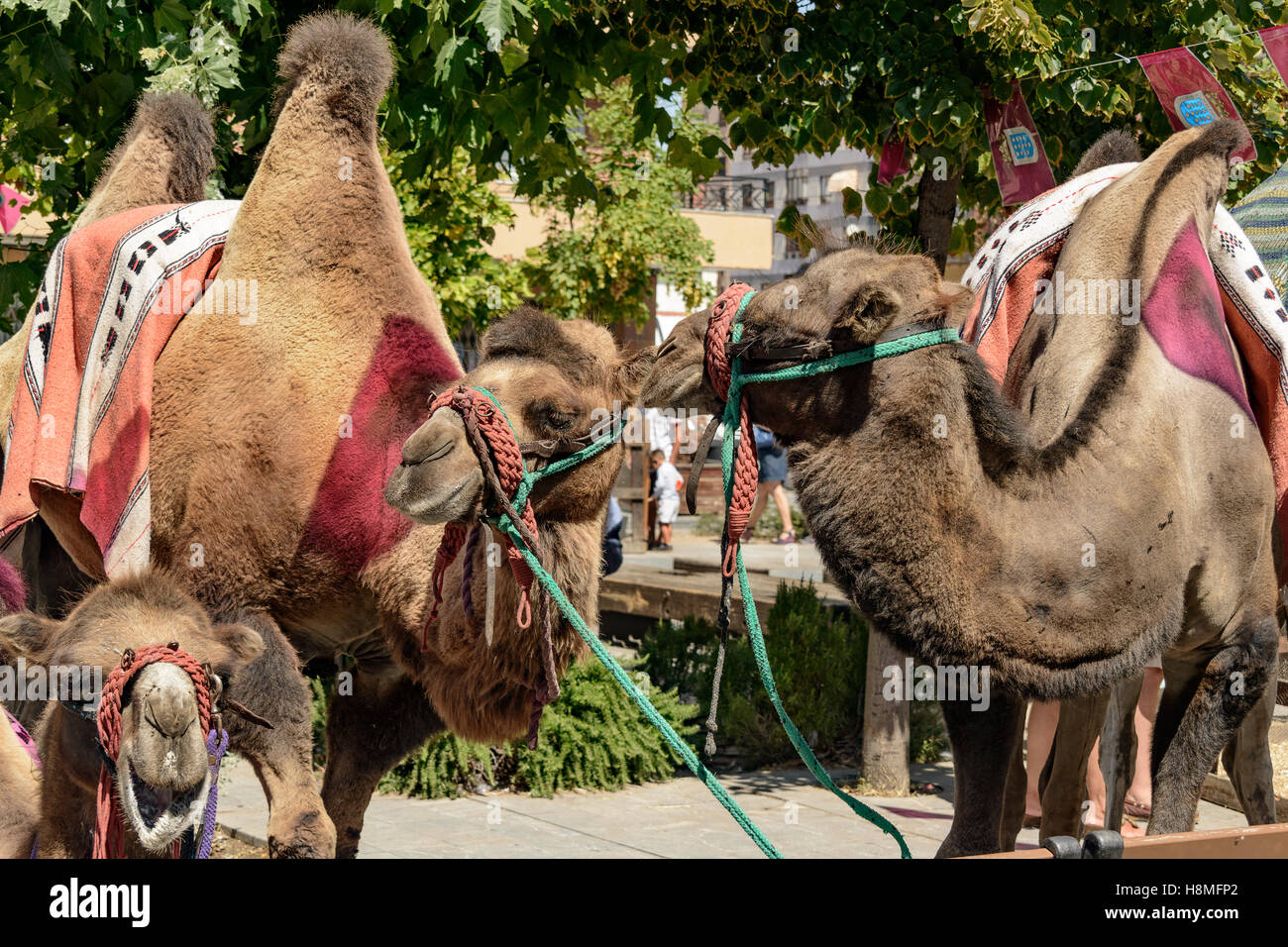 Kamele in der Renaissance der Stadt von Medina del Campo, Valladolid, Kastilien und Leon, Spanien, Europa Stockfoto