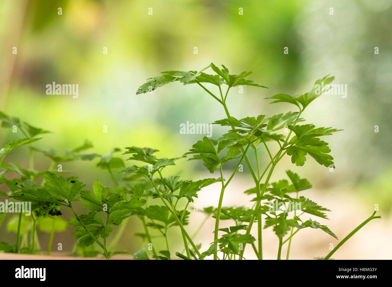 Petersilie, Flat-blättrig, Kräuter wachsen im Freien. Stockfoto