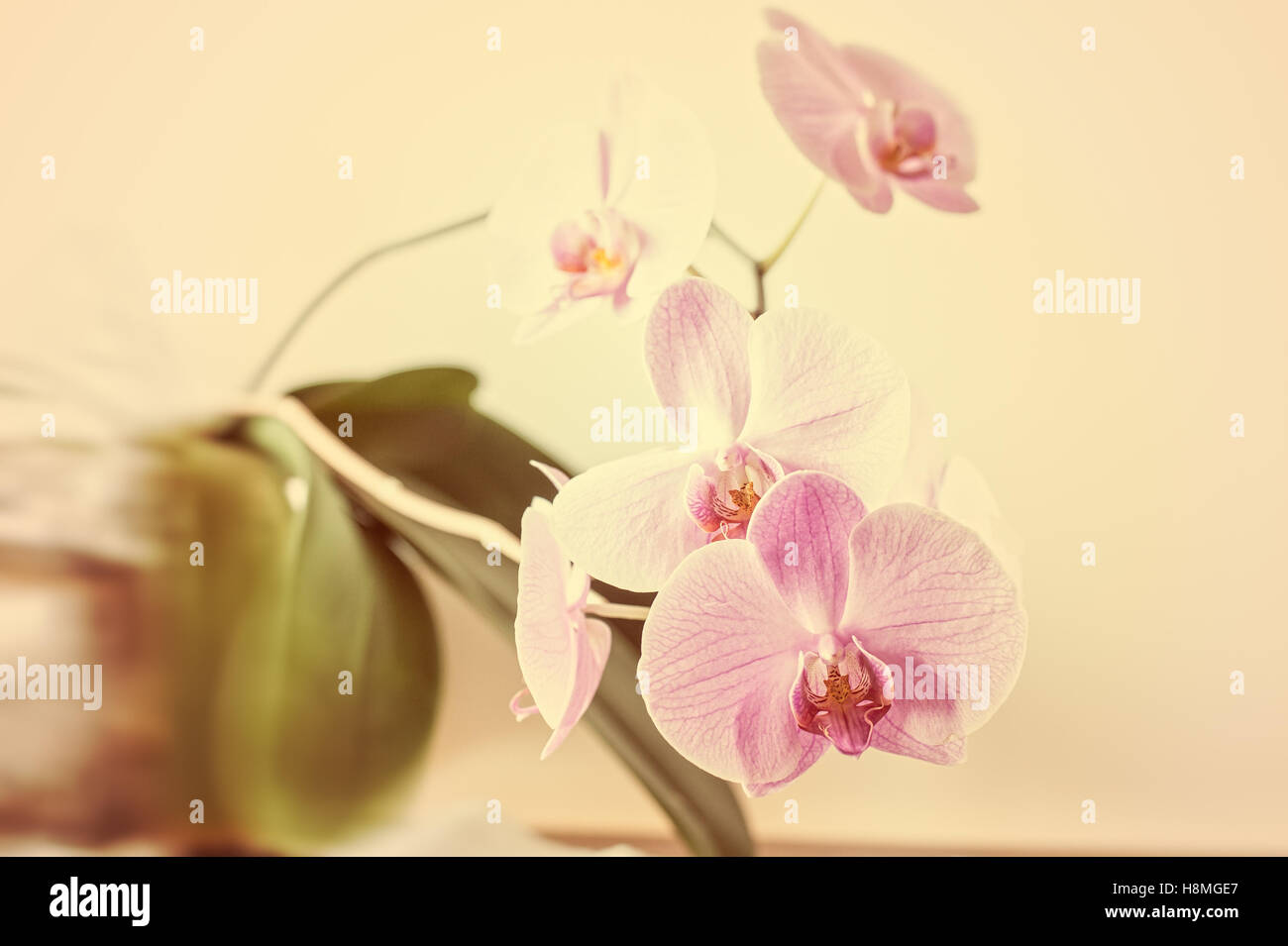 Gestreift rosa Orchidee Blume hautnah. (Orchidaceae) Stockfoto