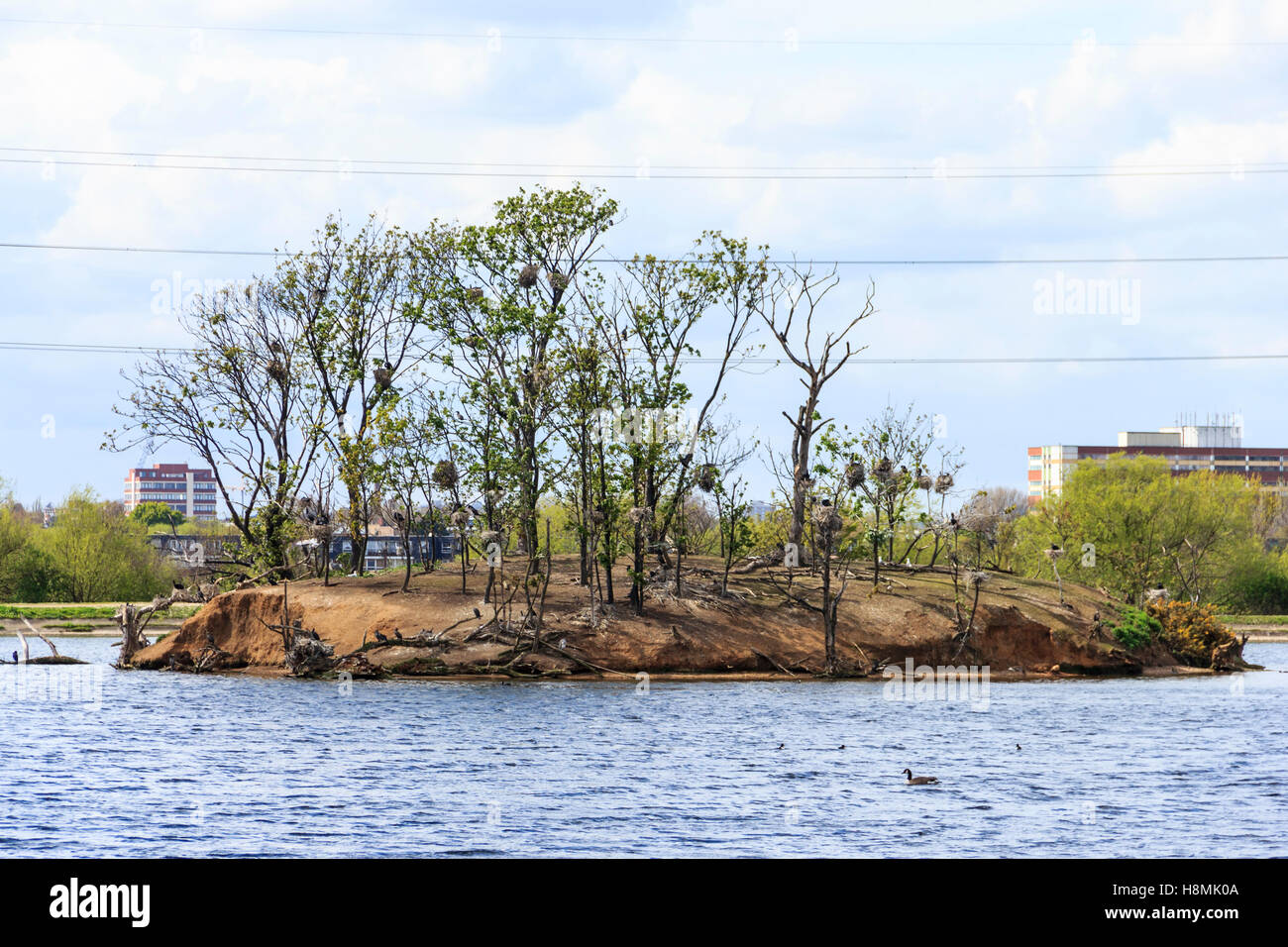 Kormoran Nester auf einer der Inseln auf der Walthamstow Stauseen, London, UK Stockfoto