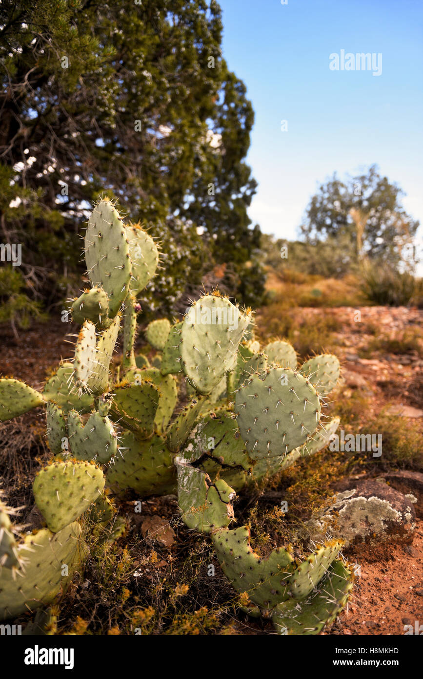 Wüste Südwesten, einer wilden Feigenkakteen (Opuntia) und Sedona Arizona Landschaft Stockfoto