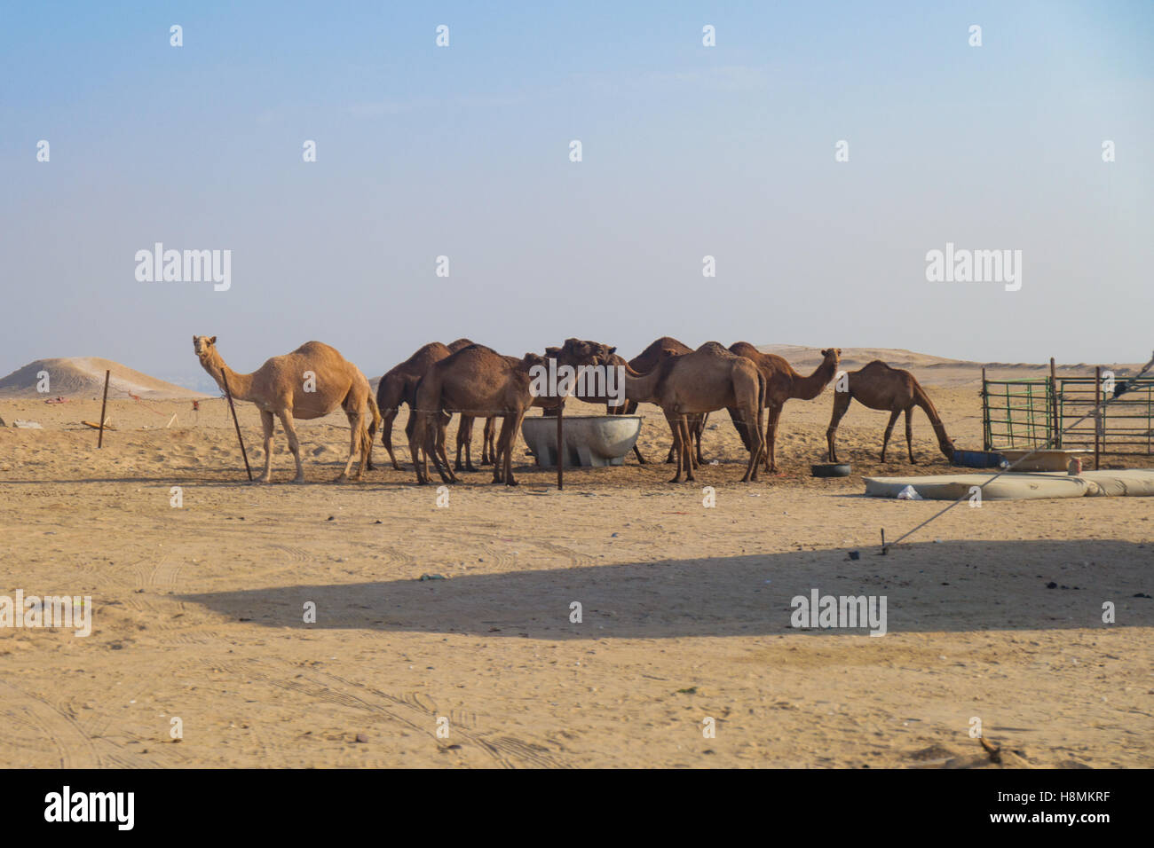Eine Herde von Kamelen in der Wüste von Kuwait. Stockfoto