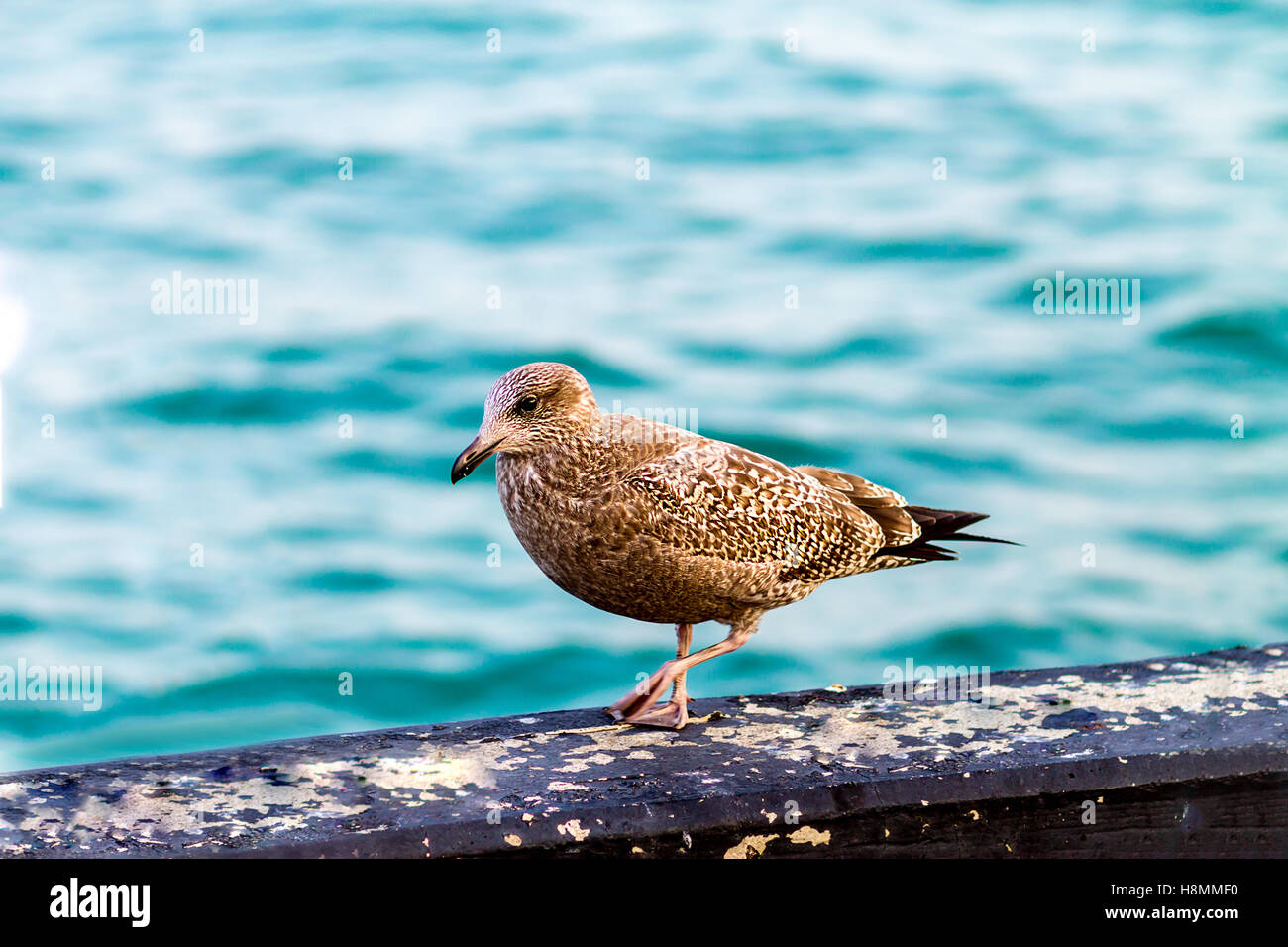 Braun seagull(Larus occidentalis) Stockfoto