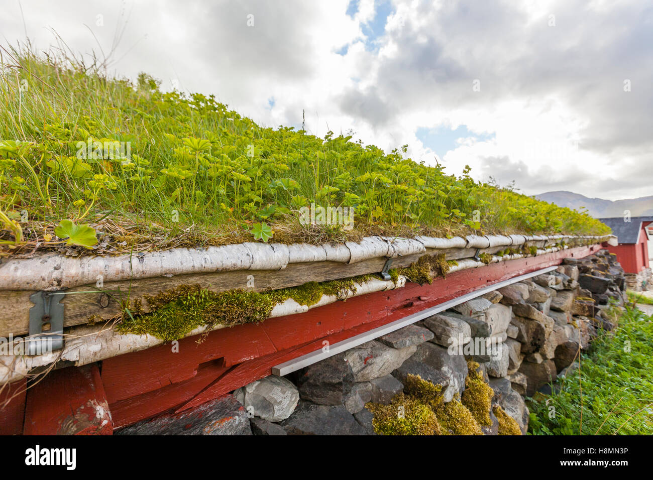 Traditionelles Haus- und Rasendach, Ramberg. Lofoten Wildblumen, Lofoten Inseln, Norwegen. Stockfoto