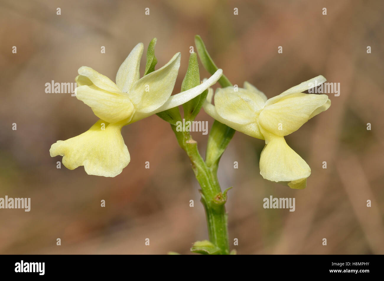 Roman Orchidee - Dactylorhiza Romana Closeup in Zypern Kiefernwald Stockfoto