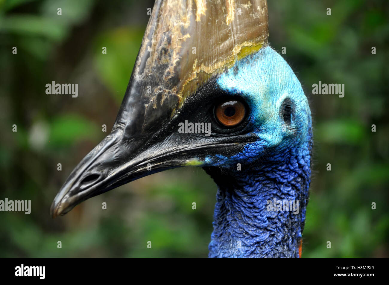 Detail der Kasuar Vogel Stockfoto