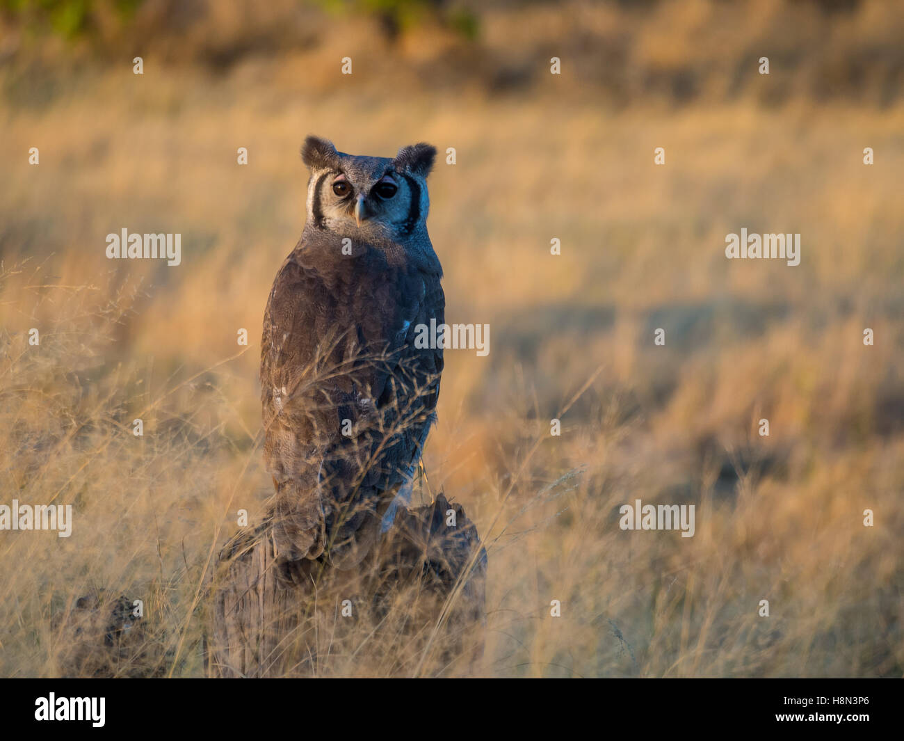 Riesige Uhu in weichen Nachmittag Licht, Moremi NP, Botswana. Stockfoto