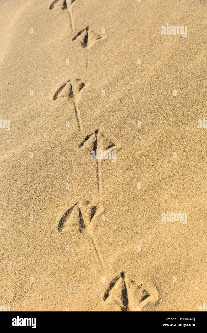 Fußspuren einer Möwe in den Sand am Strand Stockfoto