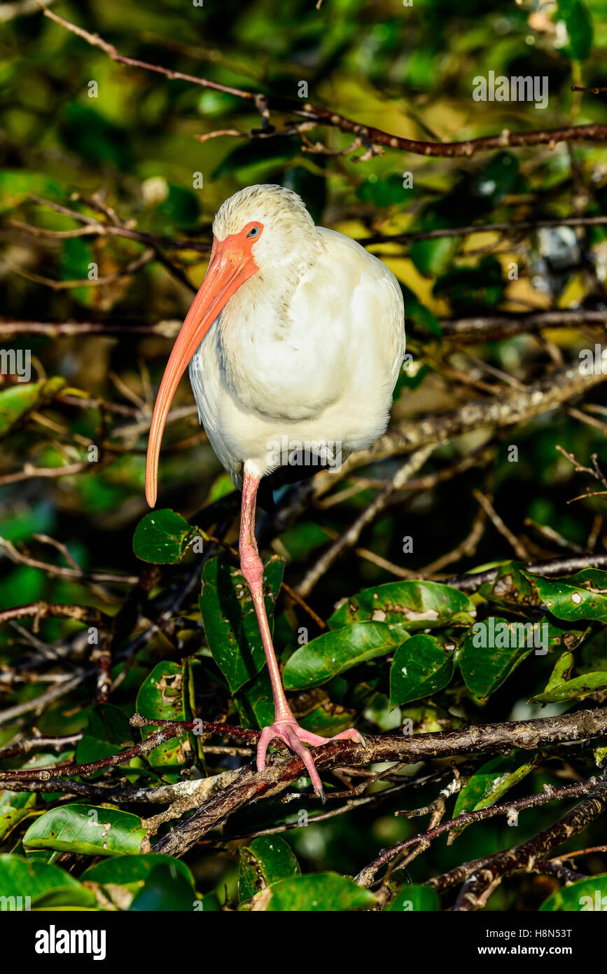 Amerikanische weiße ibis Stockfoto