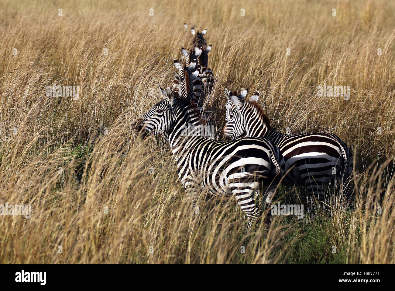 Zebras auf Savanne, Masai Mara, Kenia Stockfoto