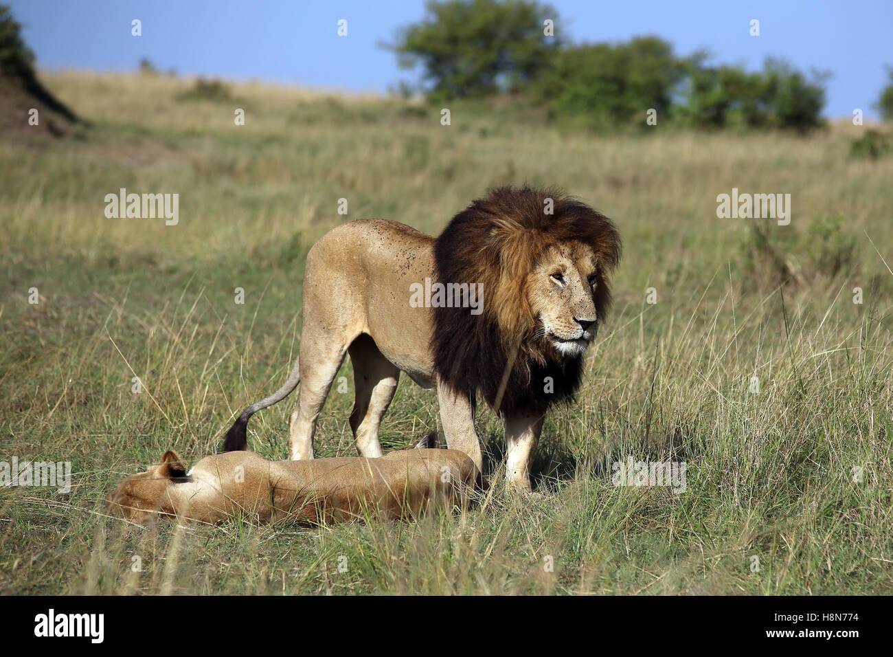 Löwen in Masai Mara, Kenia Stockfoto