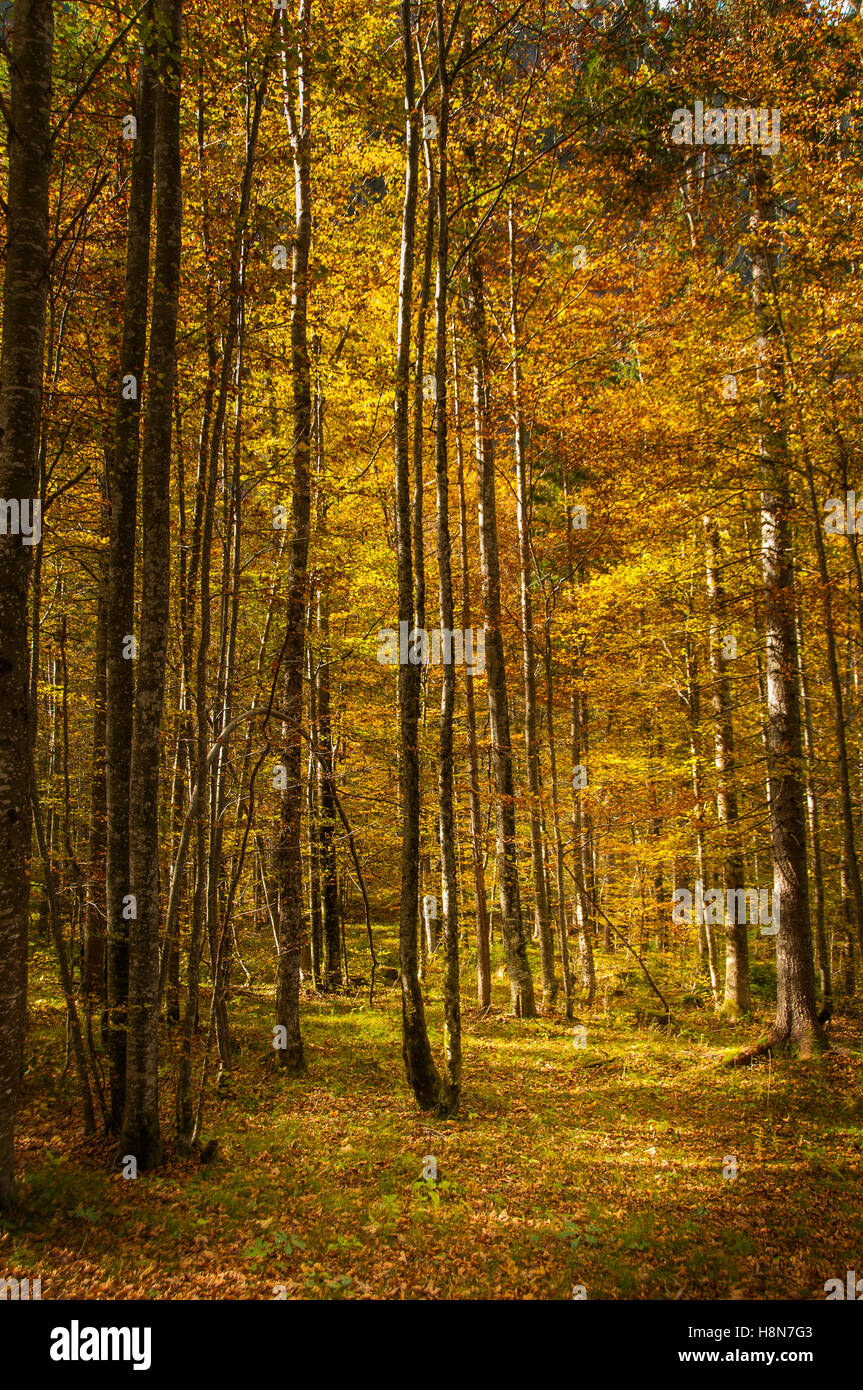 Birken Sie-Forrest im bunten Herbst Sonnenlicht, gelbe und orange Laub, Logarska Dolina, Slovenija Stockfoto