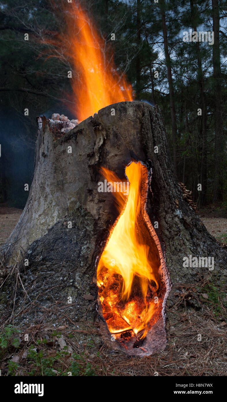 Hohlen Baumstumpf auf Feuer mit Flammen steigen aus dem Rahmen Stockfotografie Alamy
