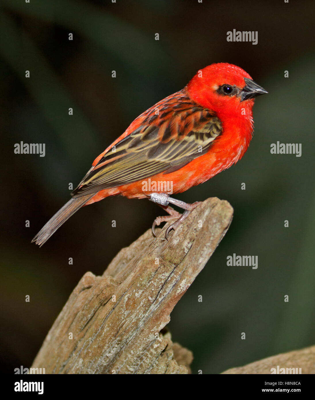 Madagaskar fody oder rotes fody foudia madagascariensis Fotos und