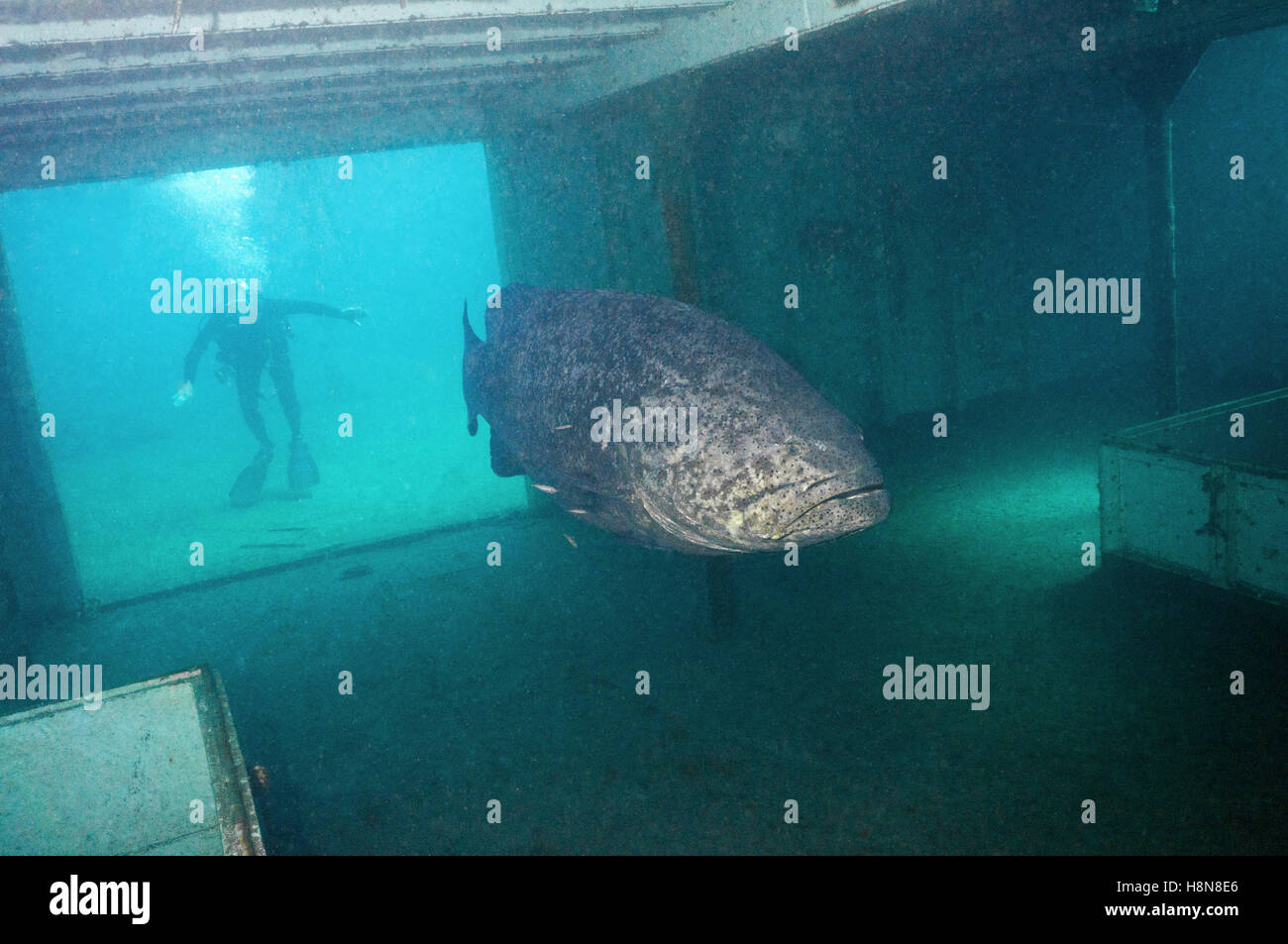 Goliath Grouper in Wrack Stockfoto